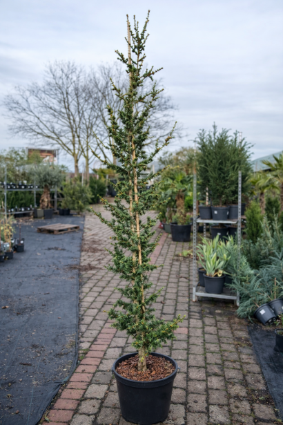 Кедр Італі фото